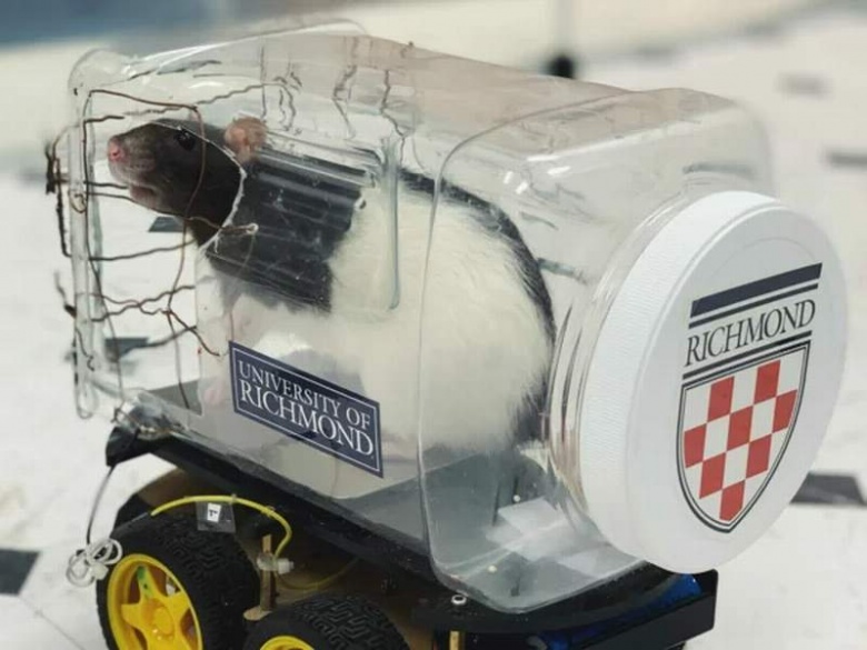 Учёные научили крыс водить маленькие машины