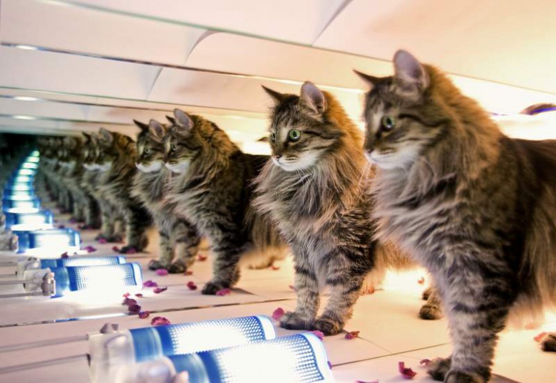 Китайские ученые успешно клонировали кота