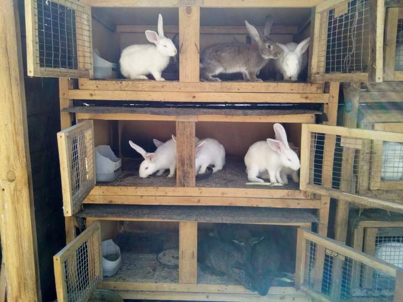 Выгодно ли выращивать кроликов на мясо в домашних условиях