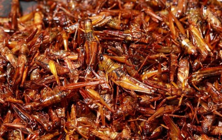 Переход россиян на еду из насекомых прогнозируют через 20 лет